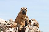 SHAR-PEI 292